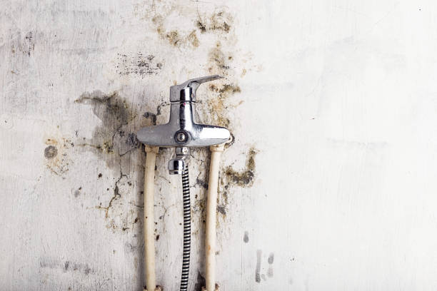 Best Toxic Mold Removal  in Larkfield Wikiup, CA