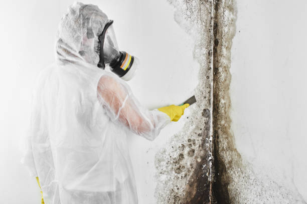 Home Mold Removal in Larkfield Wikiup, CA