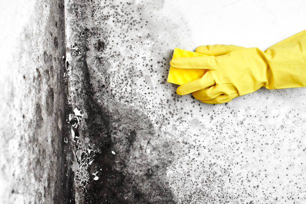 Best Affordable Mold Removal  in Larkfield Wikiup, CA