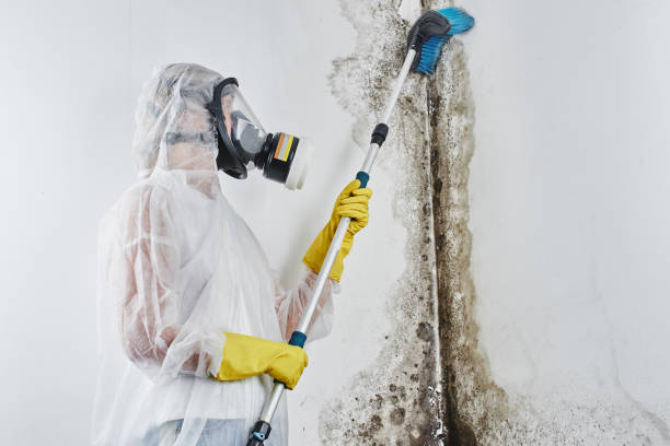 Best Fast Mold Removal  in Larkfield Wikiup, CA
