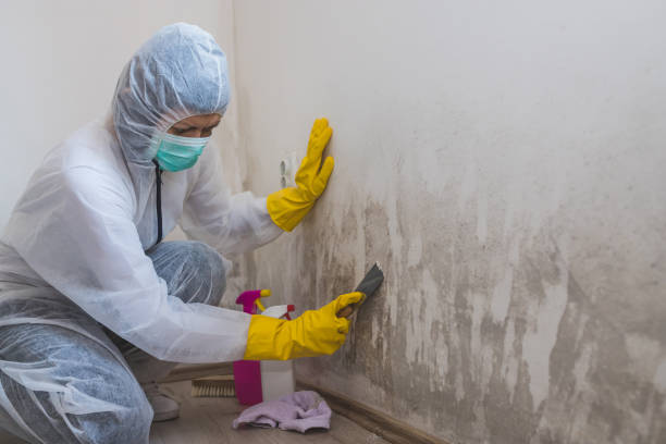 Best Black Mold Removal  in Larkfield Wikiup, CA