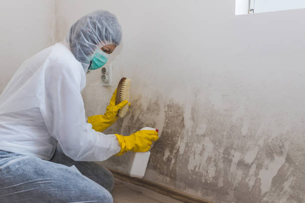 Best Home Mold Removal  in Larkfield Wikiup, CA