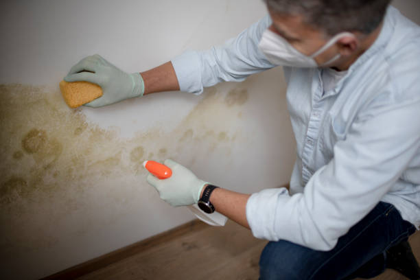 Best Certified Mold Removal  in Larkfield Wikiup, CA