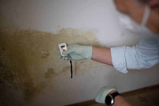 Best Same-Day Mold Removal  in Larkfield Wikiup, CA