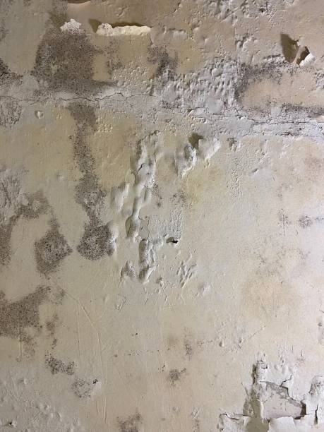 Best Local Mold Removal Service  in Larkfield Wikiup, CA