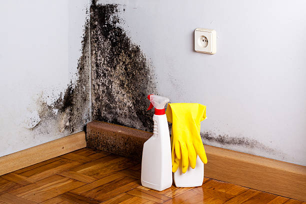 Reliable Larkfield Wikiup, CA Mold Removal Solutions